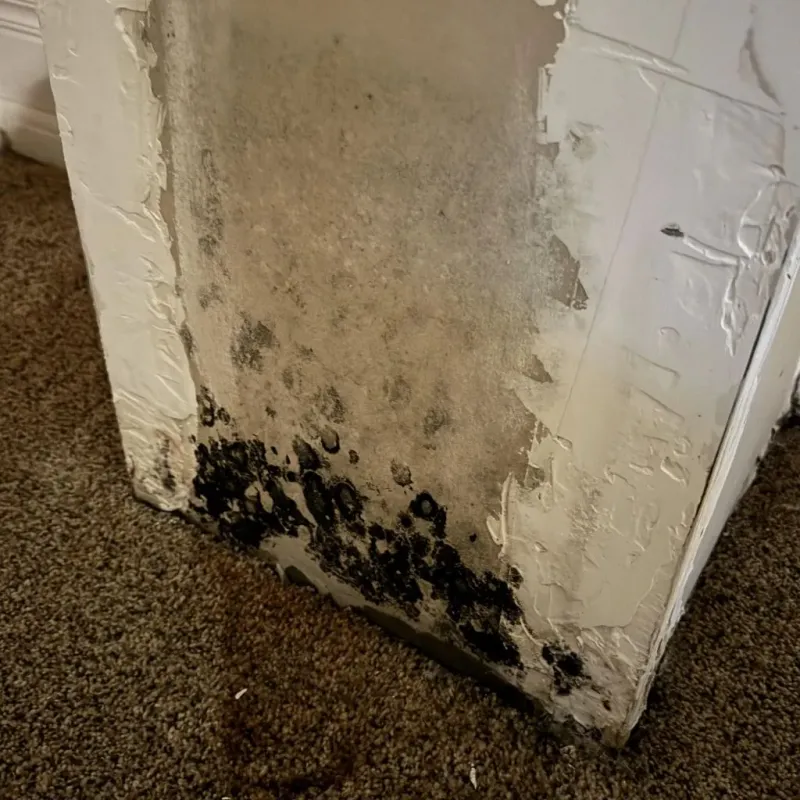 Professional Mold Removal in Tatum, TX